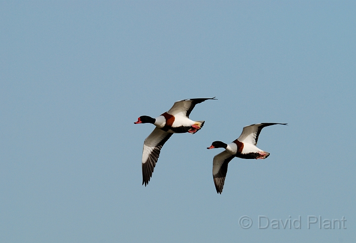 Shelducks - A.jpg - Shelducks in flight - Slimbridge